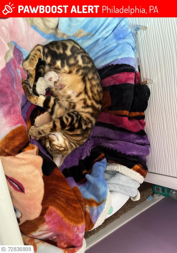 Lost Female Cat last seen house , Philadelphia, PA 19122
