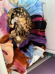 Lost Female Cat last seen house , Philadelphia, PA 19122