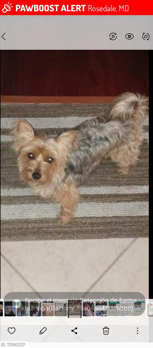 Lost Female Dog last seen Color café pesa 40 libras , Rosedale, MD 21237