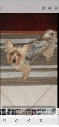 Lost Female Dog last seen Color café pesa 40 libras , Rosedale, MD 21237