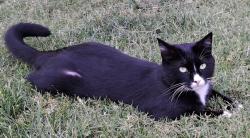 Lost Male Cat last seen Scott Ave/ Magnolia, Clovis, CA 93611