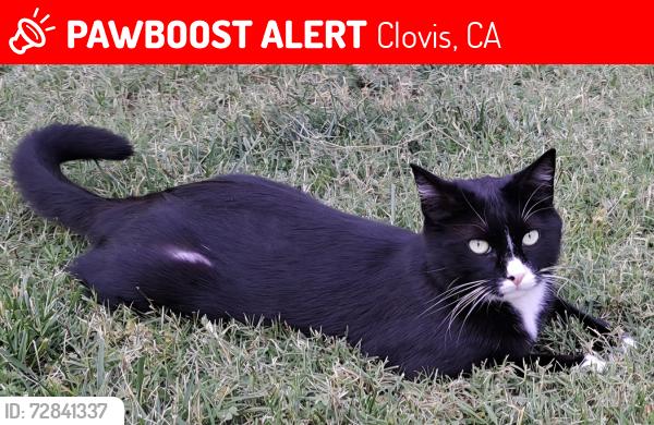 Lost Male Cat last seen Scott Ave/ Magnolia, Clovis, CA 93611