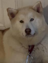 Lost Male Dog last seen Near Bellevue Way SE, Bellevue, WA 98004, Bellevue, WA 98015