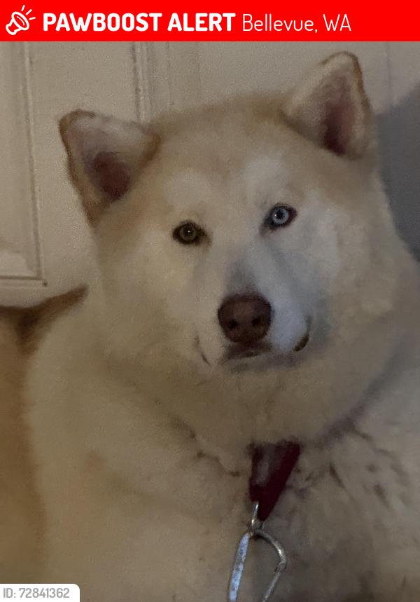Lost Male Dog last seen Near Bellevue Way SE, Bellevue, WA 98004, Bellevue, WA 98015