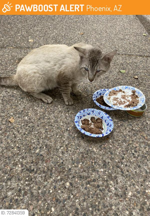 Found/Stray Unknown Cat last seen Bell Rd and 43rd Ave, Phoenix, AZ 85053