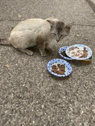 Found/Stray Unknown Cat last seen Bell Rd and 43rd Ave, Phoenix, AZ 85053