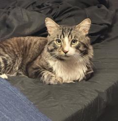 Lost Male Cat last seen Gvine elementary , Vista, CA 92083