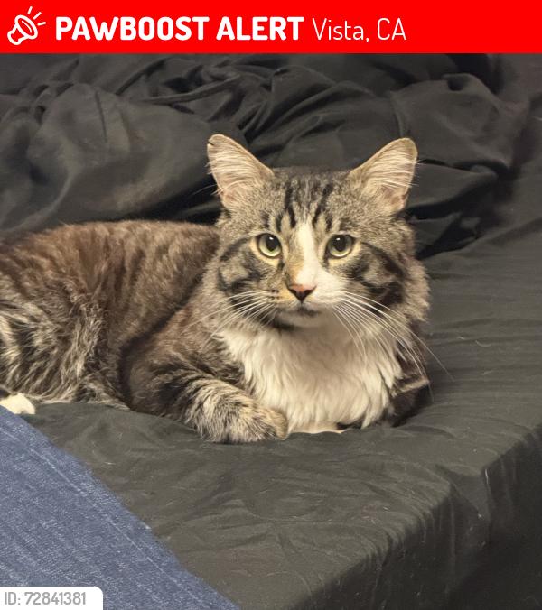 Lost Male Cat last seen Gvine elementary , Vista, CA 92083