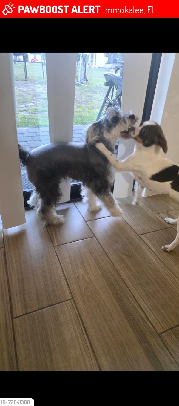 Lost Female Dog last seen Immokalee, florida, Immokalee, FL 34142