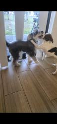 Lost Female Dog last seen Immokalee, florida, Immokalee, FL 34142