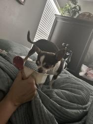 Lost Female Dog last seen Glades cut off, Port St. Lucie, FL 34987