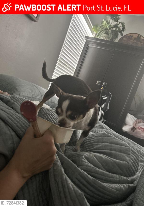 Lost Female Dog last seen Glades cut off, Port St. Lucie, FL 34987