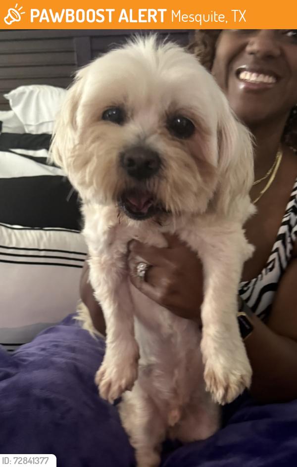 Found/Stray Male Dog last seen Swallow & Hummingbird, Mesquite, TX 75181