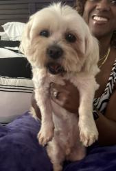 Found/Stray Male Dog last seen Swallow & Hummingbird, Mesquite, TX 75181