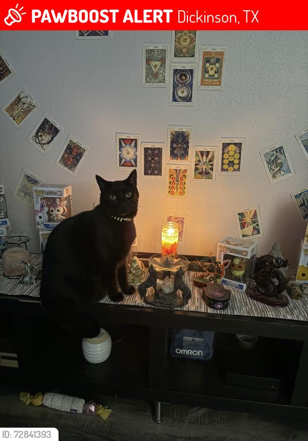 Lost Male Cat last seen Diamond bay and Brightfield Ln , Dickinson, TX 77539