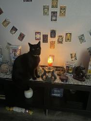 Lost Male Cat last seen Diamond bay and Brightfield Ln , Dickinson, TX 77539