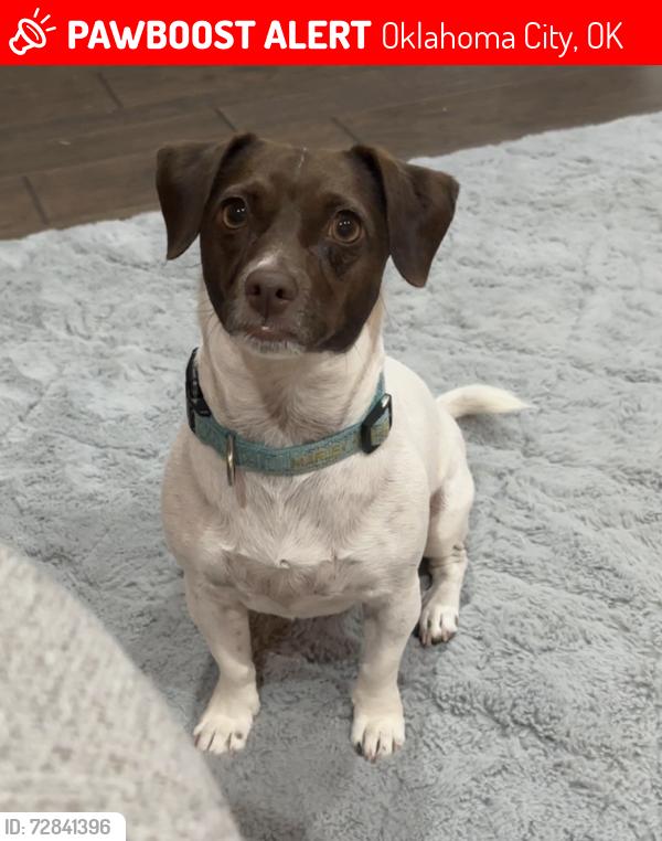 Lost Female Dog last seen 149th and sooner, Oklahoma City, OK 73165