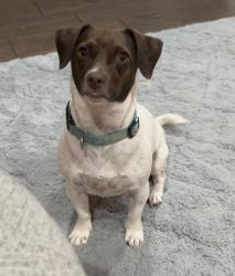 Lost Female Dog last seen 149th and sooner, Oklahoma City, OK 73165