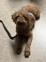 Found/Stray Male Dog last seen Connie Lane in Elmont, Elmont, NY 11003