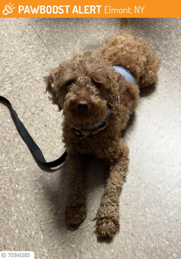Found/Stray Male Dog last seen Connie Lane in Elmont, Elmont, NY 11003