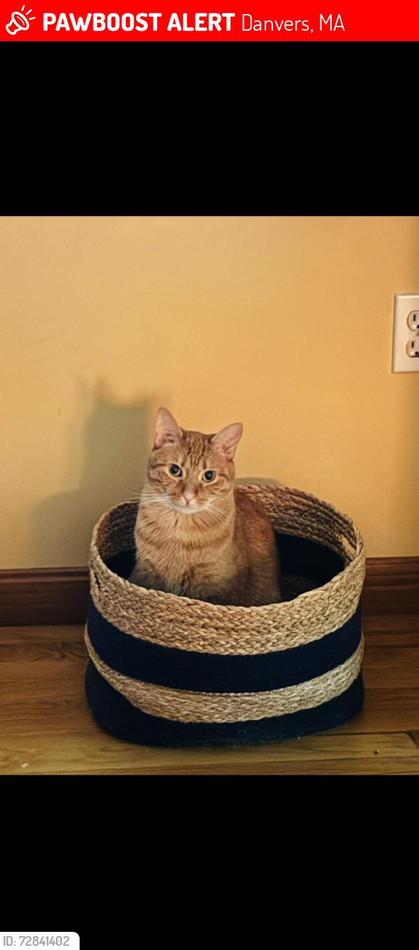 Lost Male Cat last seen Anna drive and Dayton st, Danvers, MA 01923