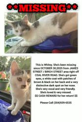 Lost Female Cat last seen Birch Street, Valley Street, Coal River Rd, Fairview Drive , Saint Albans, WV 25177