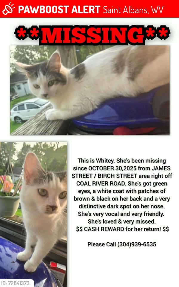 Lost Female Cat last seen Birch Street, Valley Street, Coal River Rd, Fairview Drive , Saint Albans, WV 25177