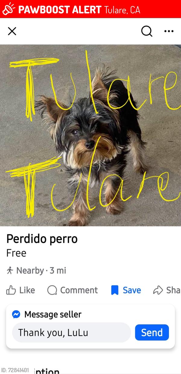 Lost Male Dog last seen W. Tulare Ave at Cross , Tulare, CA 93274