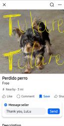 Lost Male Dog last seen W. Tulare Ave at Cross , Tulare, CA 93274