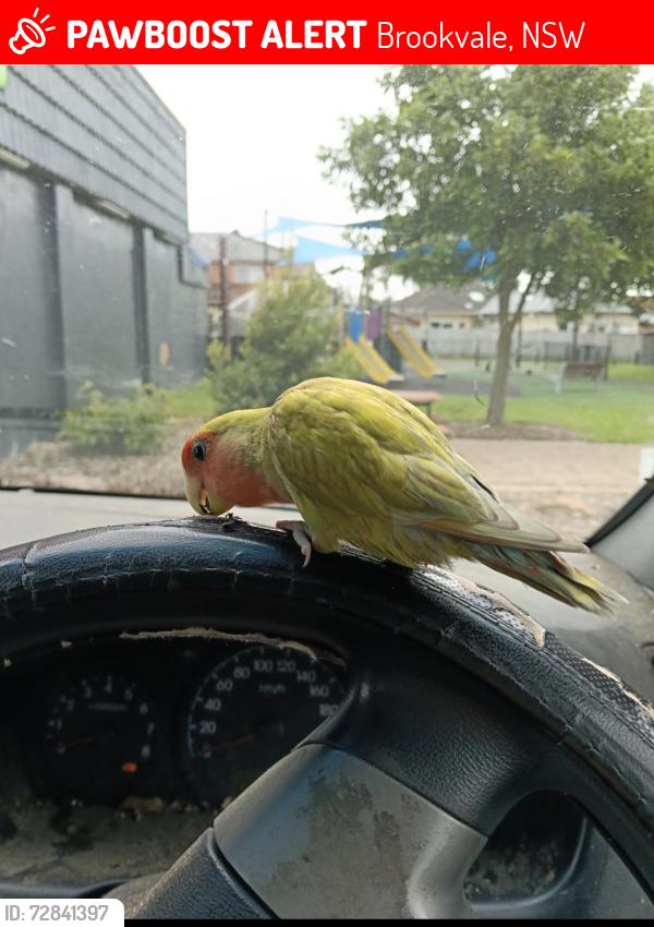 Lost Male Bird last seen Federal Parade, Brookvale, NSW 2100
