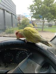 Lost Male Bird last seen Federal Parade, Brookvale, NSW 2100