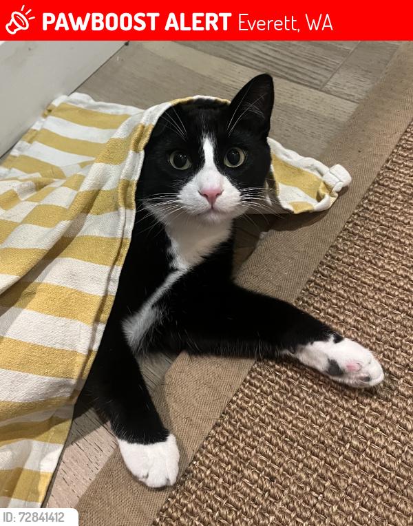 Lost Male Cat last seen 29th and 124th, Everett, WA 98208