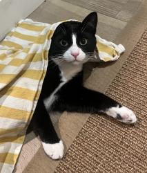 Lost Male Cat last seen 29th and 124th, Everett, WA 98208