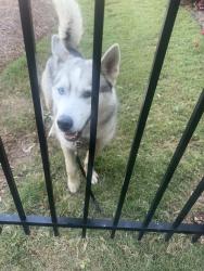 Found/Stray Male Dog last seen Gum springs road , Jackson County, GA 30548