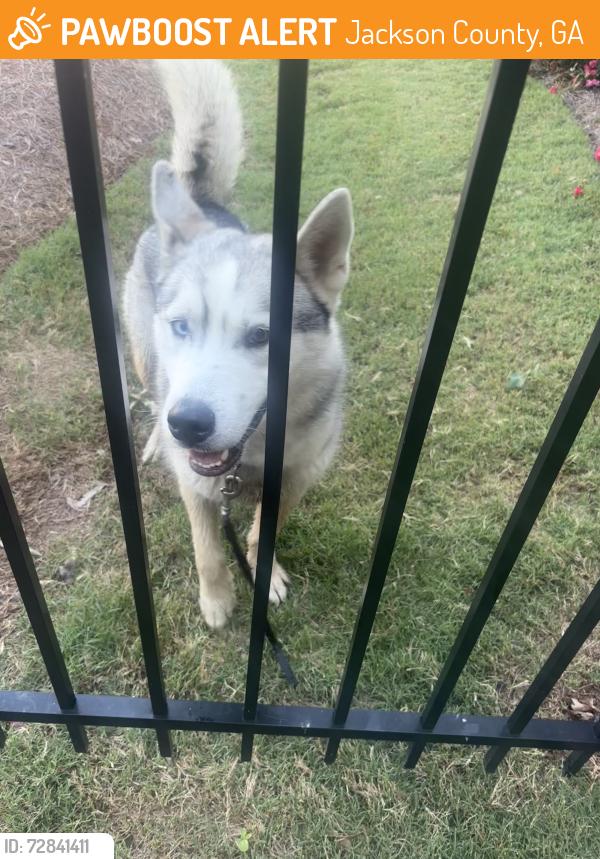 Found/Stray Male Dog last seen Gum springs road , Jackson County, GA 30548