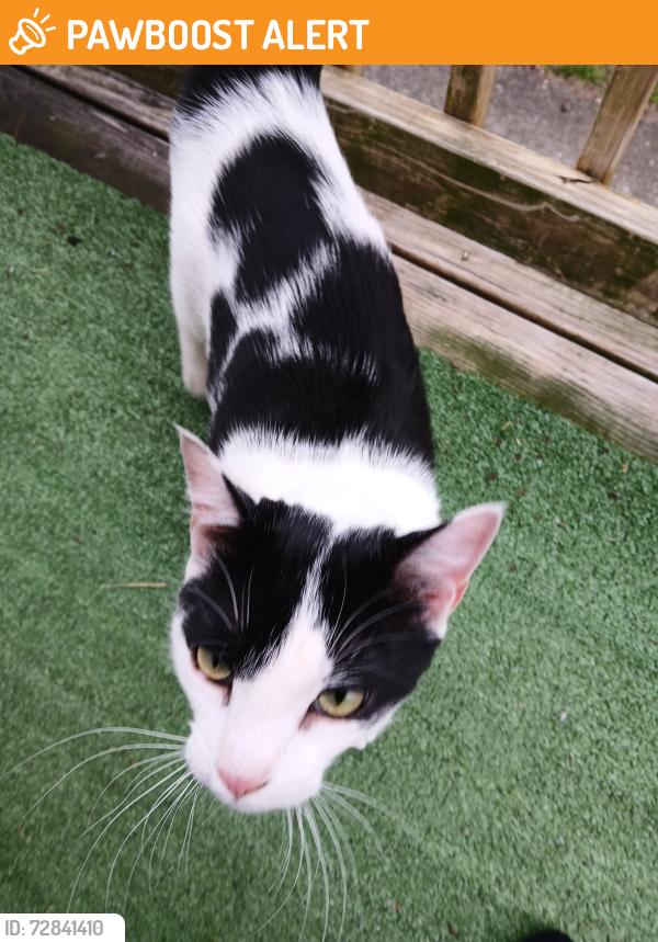 Found/Stray Male Cat last seen Lyman Avenue, North Providence, RI 02911