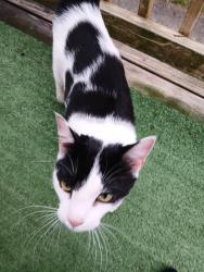 Found/Stray Male Cat last seen Lyman Avenue , North Providence, RI 02911