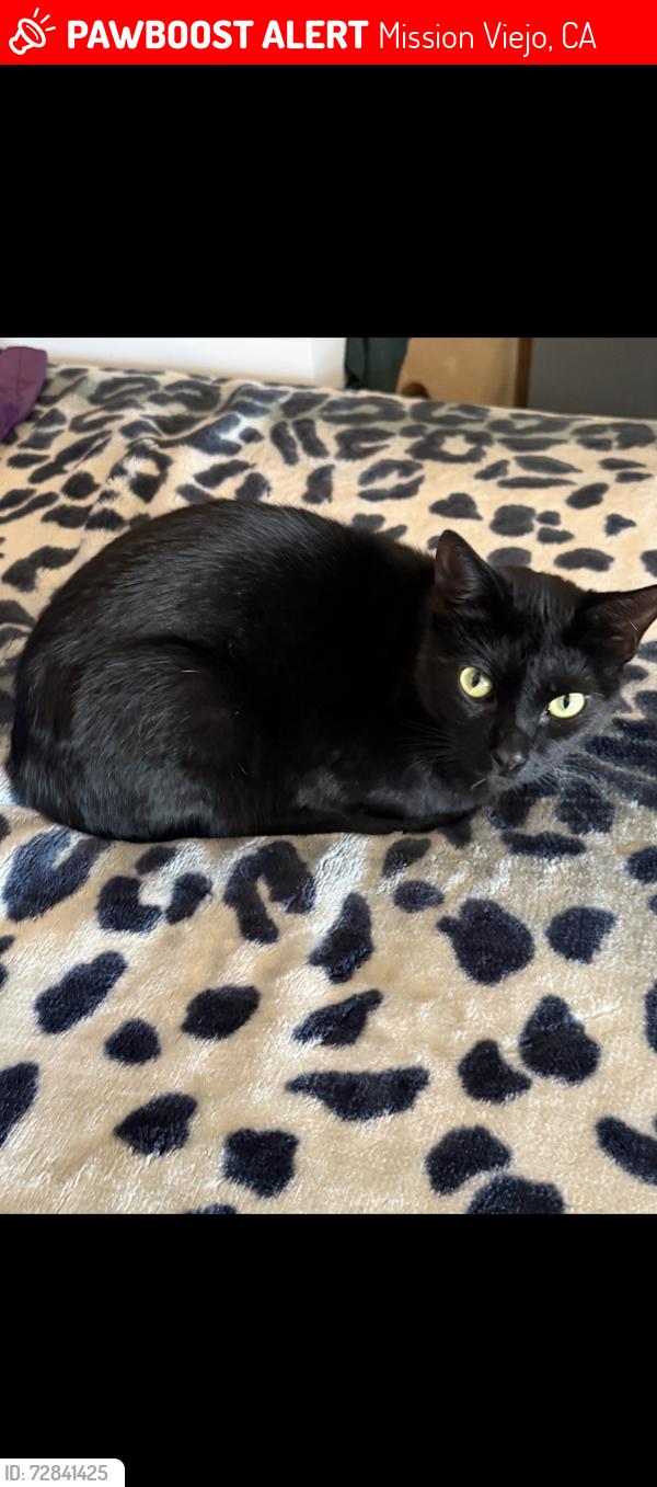 Lost Male Cat last seen La paz, muirlands, Alicia, Mission Viejo, CA 92691