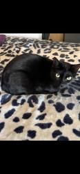Lost Male Cat last seen La paz, muirlands, Alicia, Mission Viejo, CA 92691
