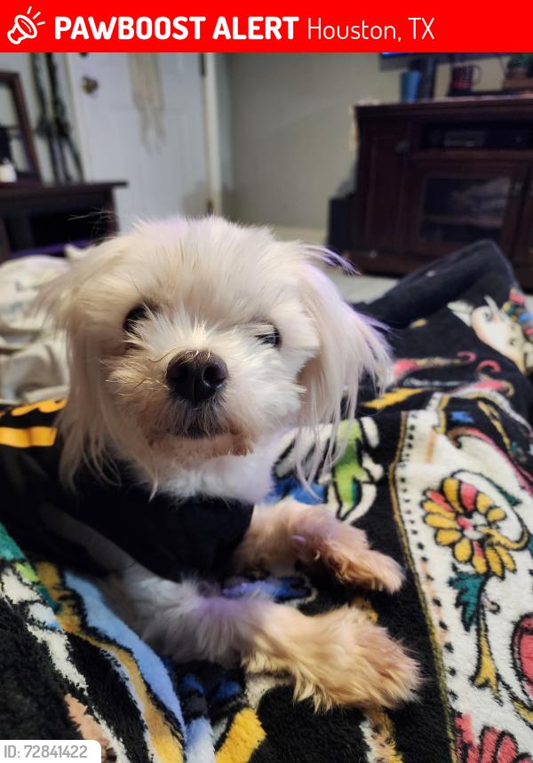 Lost Male Dog last seen Near harwin dr houston tx 77072, Houston, TX 77072