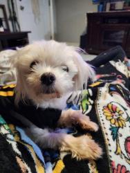 Lost Male Dog last seen Near harwin dr houston tx 77072, Houston, TX 77072