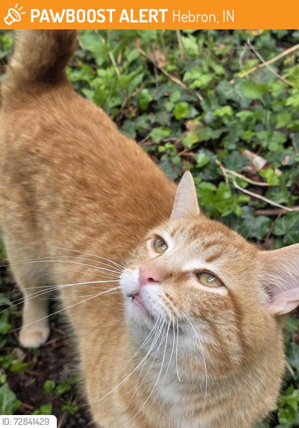 Found/Stray Male Cat last seen State road 8 and 500 s. , Hebron, IN 46341