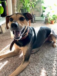Lost Male Dog last seen Forest and Euclid , Saint Paul, MN 55106