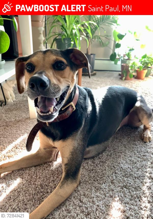 Lost Male Dog last seen Forest and Euclid , Saint Paul, MN 55106