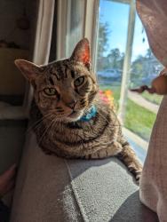 Reunited Male Cat last seen Backyard backs up to Fleetwood CT , Liberty, SC 29657