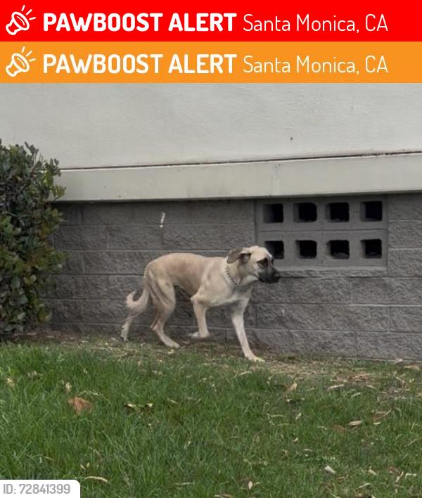 Lost Female Dog last seen Santa Monica high school , Santa Monica, CA 90401
