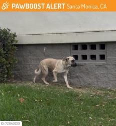 Lost Female Dog last seen Santa Monica high school , Santa Monica, CA 90401