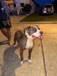 Found/Stray Female Dog last seen Circle west, Westwego, LA 70072