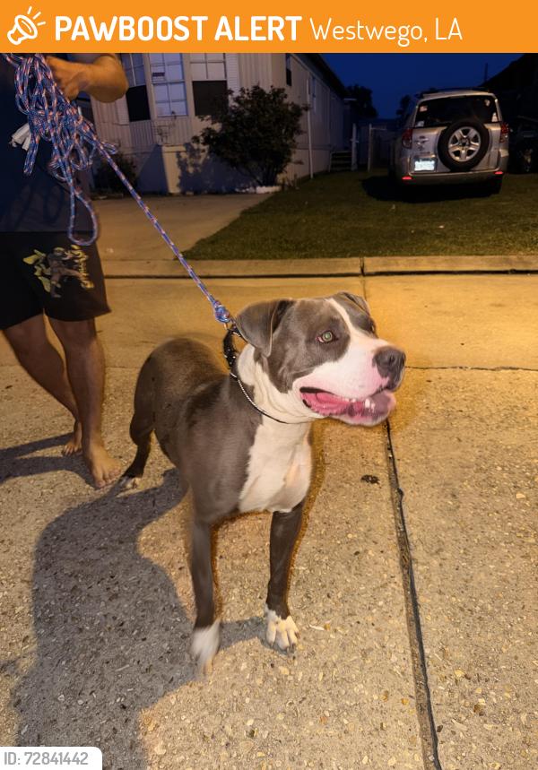 Found/Stray Female Dog last seen Circle west, Westwego, LA 70072