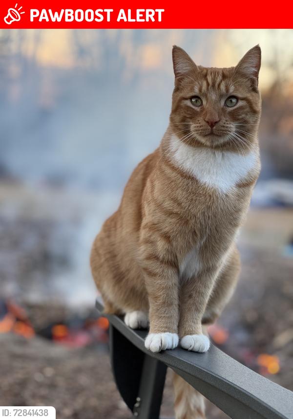 Lost Male Cat last seen Massengill pond rd, Johnston County Rd, NC 27501